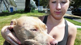 A Woman And Dog Were Injured When A Group Of Pit Bulls Were Viciously Attacked… By A Cat?