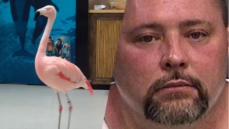 A Beloved Flamingo Named ‘Pinky’ Had To Be Euthanized After Being Attacked By A Man At Busch Gardens