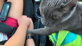 This Cat Holding His Owners’ Hands During His Last Trip To The Vet Will Tug On Your Heartstrings
