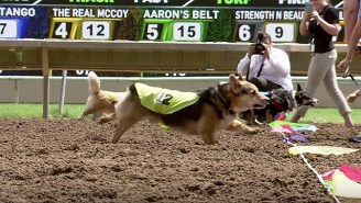 Here’s A Video Of Corgis Racing In What Could Be The Greatest Sporting Event Of All-Time