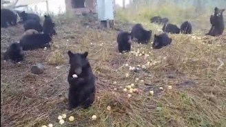 Let’s Watch These 25 Bear Cubs Chow Down On Some Apples, Shall We?