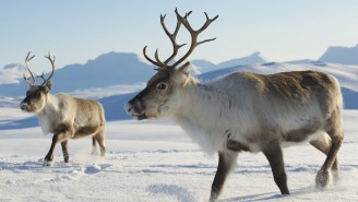 Over 300 Reindeer Were Killed By A Freak Lightning Strike In Norway