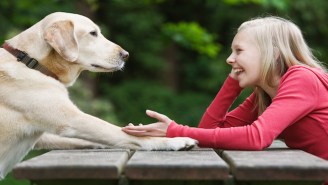 Study Suggests That You’ve Been Right All Along, Your Dog Does Understand You