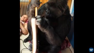 Koko The Gorilla Has A Ball Playing Flea’s Bass Guitar