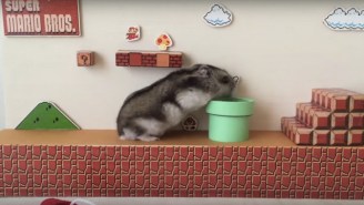 ‘Super Mario Bros.’ Is Somehow Even Better (And Cuter) When Hamsters Are Involved