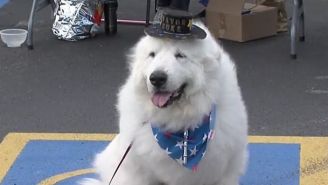 That Dog Mayor In Minnesota Got Elected To A Third Straight Term This Week