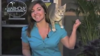 This Hilarious Supercut Shows That Animals Have Harnessed The Art Of The News Blooper