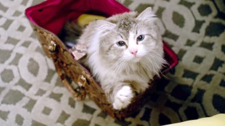 The Unlikely Story Behind ‘Nine Lives’ And The Life It Saved