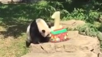Drop Everything, A Panda Cub Is Eating Cake