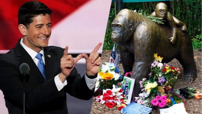 paul ryan harambe side by side