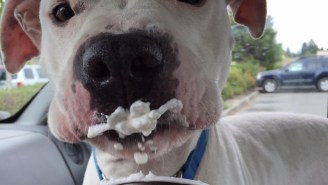 Starbucks Now Has A Secret Drink You Can Order For Your Beloved Dog