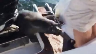 Watch This Seal Make A Harrowing Escape From A Trio Of Killer Whales
