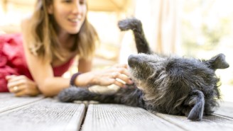 Science Once Again Proves There’s Nothing Dogs Love More Than Their Humans