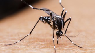 The FDA Approves The Use Of Genetically Modified Mosquitoes To Fight Zika