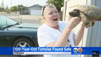 This 100-Year-Old Pet Tortoise Escaped And Traveled Six Miles In An Attempt To Find Love