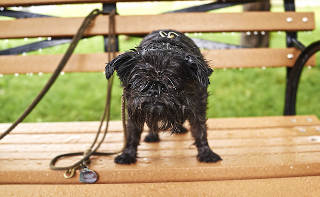 Portrait of a wet dog standing on park bench in rain