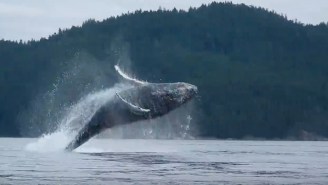 Hey, Check Out These Kayakers Losing Their Minds Over Majestic Jumping Whales