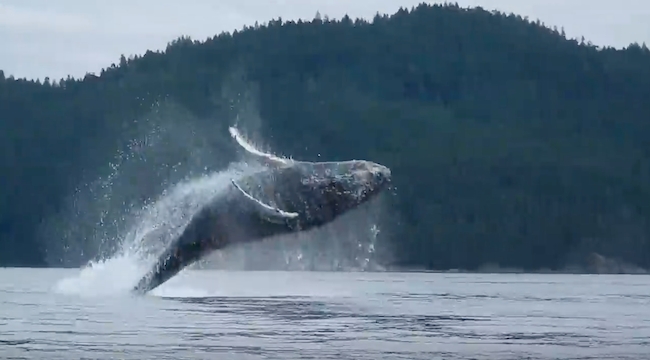 These Kayakers Lose Their Minds Over Majestic Jumping Whales