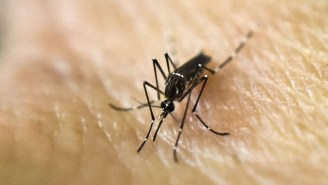 Scientists Believe The Zika Virus May Damage Long-Term Memory In Adults