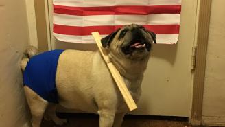 See An Adorable Pug Dressed Up As Your Favorite ’80s WWF Stars