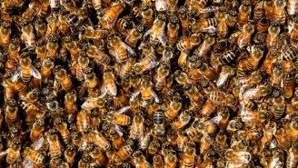 A Dark Cloud Of Bees Descended Upon Peaceful Picnickers, Sending Three To The Hospital