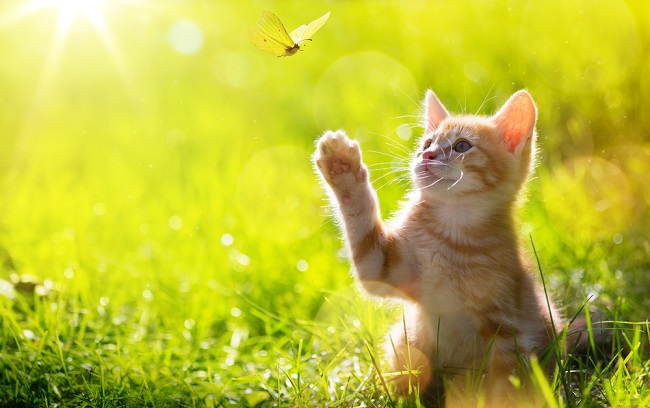 cat-hunting-butterfly_shutterstock