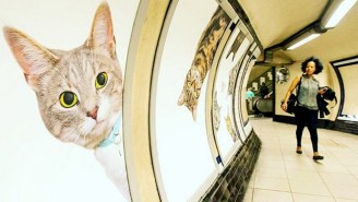 A Creative Group Raised Money To Replace All Of The Ads At A London Tube Stop With Cat Photos