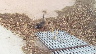 A Desperate Momma Duck Flagged Down Humans For Help After Her Ducklings Fell Into A Gutter