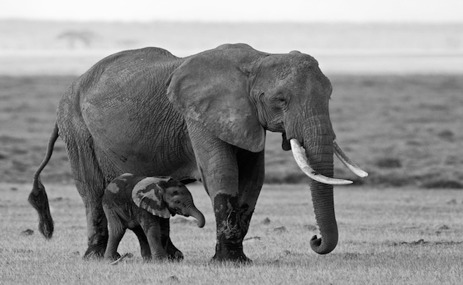 Mother and baby elephant