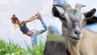 Goat Yoga Is Proof That We’ve Finally Reached Peak Oregon