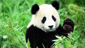 Conservation Efforts Succeed In Removing Giant Panda From Endangered List