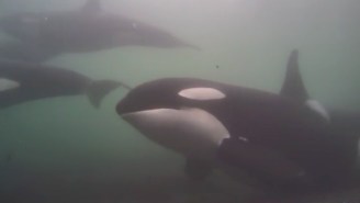 Watching These Orcas In The Wild On Webcam Will Make You Feel Things