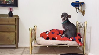 If You Think Your Dog Is Spoiled, Get A Load Of This Chihuahua Who Has His Own Room