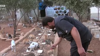 One Man Has Made It His Mission To Look After All The Cats Abandoned By Refugees Fleeing Aleppo