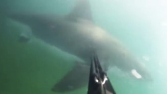 A Spearfisher Barely Escapes With His Life In This Insane GoPro Footage Of A Great White Shark Attack