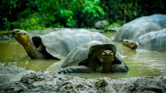 Meet The Tortoise Who Saved His Species By Having All The Sex