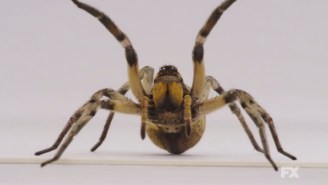 The Latest ‘American Horror Story’ Teaser Features A Screaming Spider. Yes, A Screaming Spider.