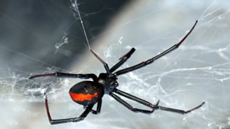 The Unluckiest Man Ever Was Bitten By A Venomous Spider In The Same Unfortunate Place — Twice!