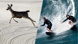 A Deer Was An Unexpected Walk-On For These California Surfing Tryouts