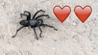 Los Angeles Residents Are Being Warned To Be On The Look Out For Amorous Tarantulas