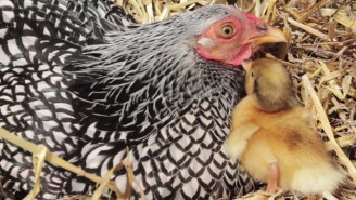 Cleanse Yourself Of The Presidential Debate By Watching A Chicken Accept And Raise A Baby Duck