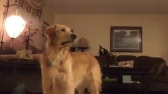 This Video Of A Golden Retriever ‘Singing’ Opera Might Be Your Only Sanctuary From Trump Talk