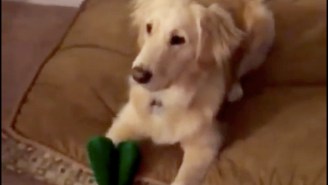 This Dog Can Not Even Process It When Her Favorite Gumby Toy Comes To Life