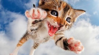 The Internet Was Made For These Kittens Photographed Mid-Pounce