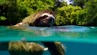 ‘Planet Earth 2’ Gets The Gorgeous Trailer It Deserves
