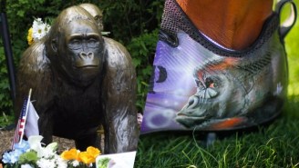 A Vikings RB Honored The Memory Of Harambe With These Incredible Cleats