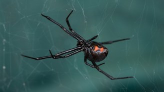 A Virus Is Stealing The Black Widow’s DNA To Create Its Own Venom