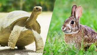 Watch The Fable Of The Tortoise And The Hare Get Confirmed Once And For All