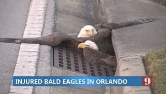 A Bald Eagle Got Stuck In A Florida Sewer Drain, And Everyone Made The Same Joke