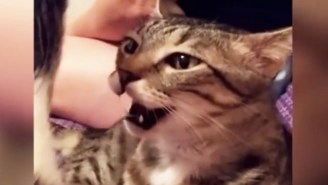 This Cat Smelling Another Cat’s Fart Is Here To Remind You That Things Could Always Be Worse